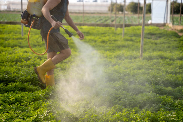 Best Ant Control Services  in San Augustine, TX