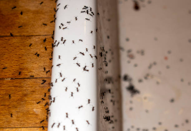 Best Best Pest Control Near Me  in San Augustine, TX