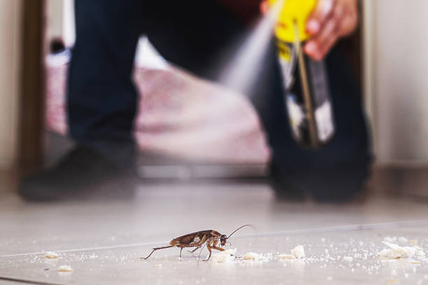 Best Rat Extermination Near Me  in San Augustine, TX